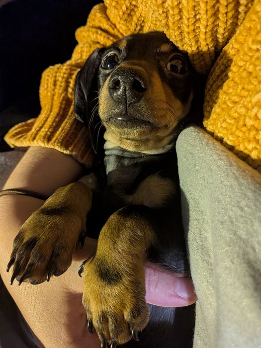 Teckel fêmea com LOP [pedigree]