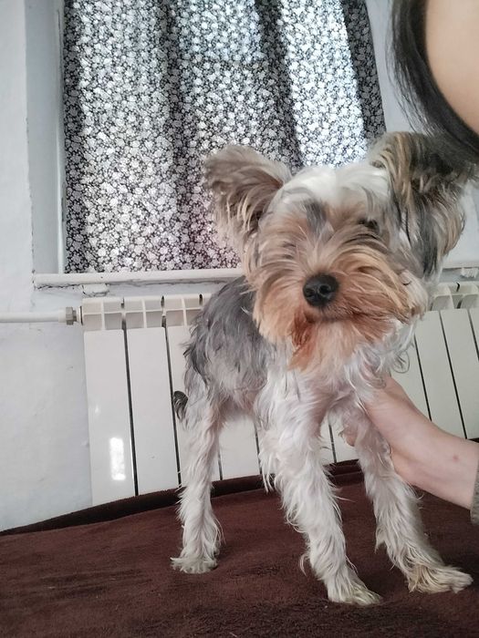 Стандартный Йорк