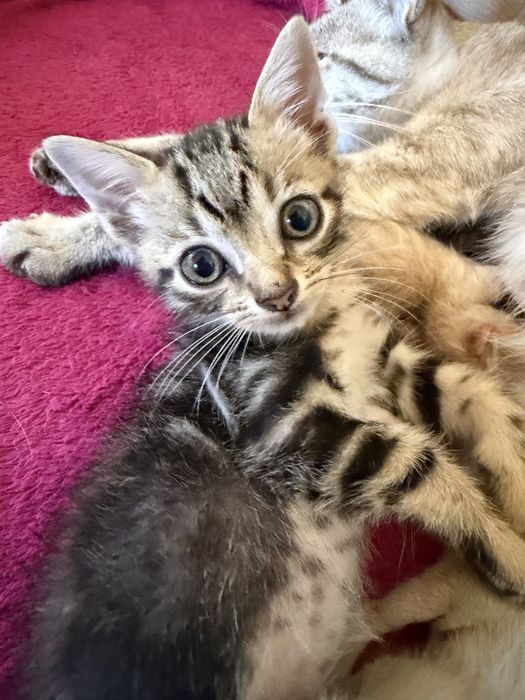 Gato para adoção