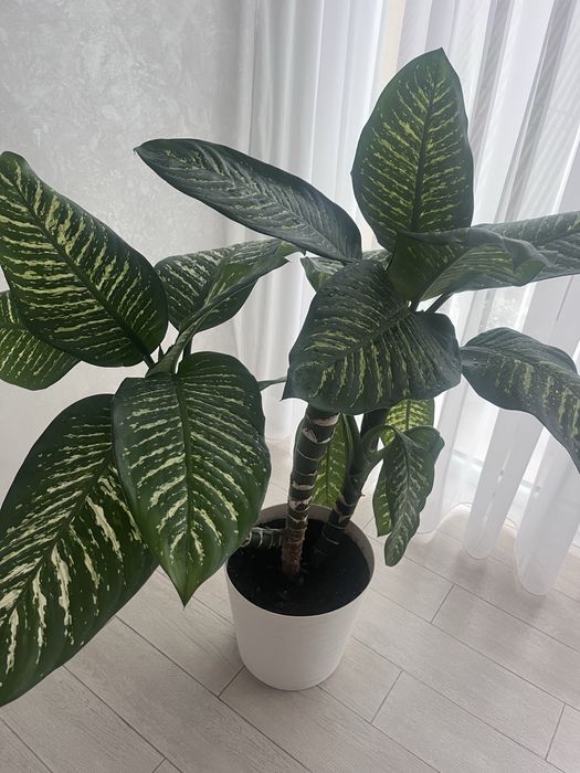 Дифенбахія крупнолиста