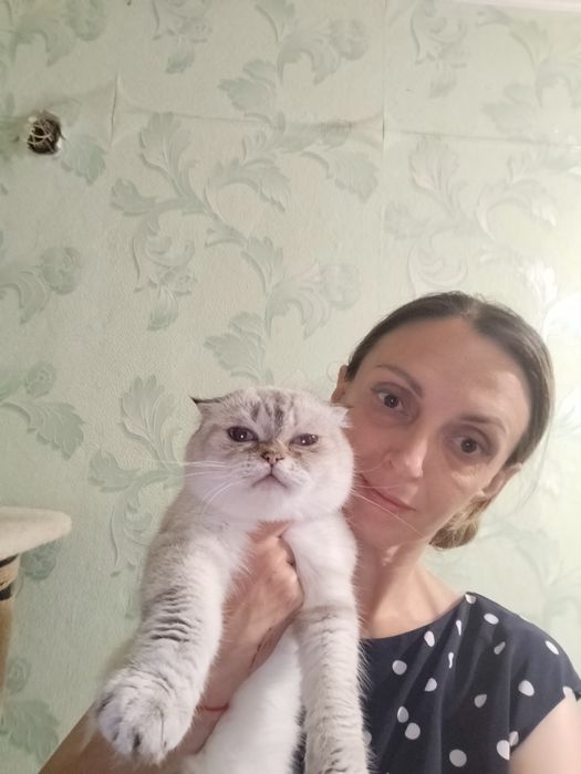 Шотландська віслоуха колорна дівчинка