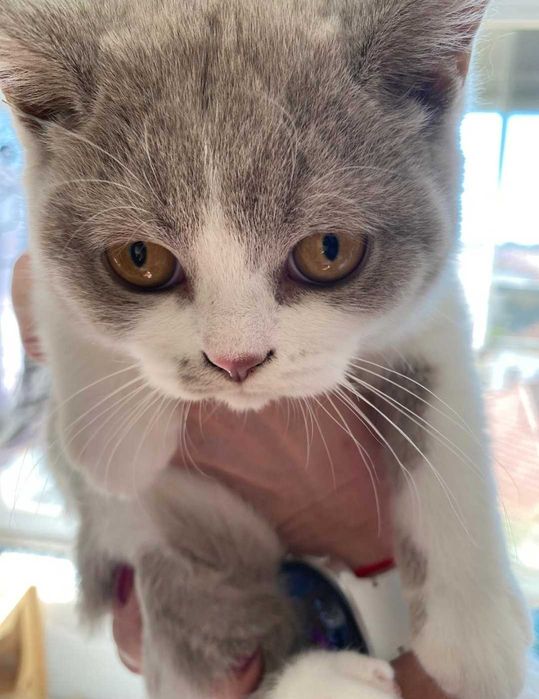 Gatinho British Shorthair com Lop