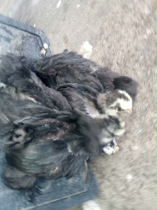 Pekins Várias Mutações