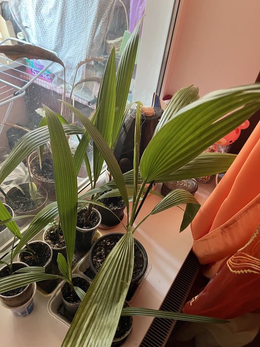 Пальма вашингтония нитеносная