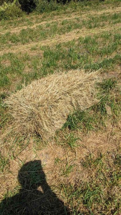 Сіно в тюках 90*60*35см