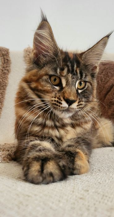 Koteczka Maine Coon