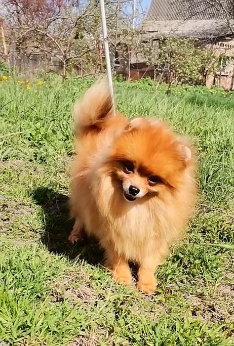 Сука Померанского той шпица 1.5 года