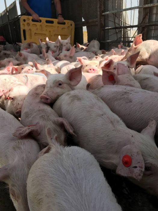 Поросята Ландрас опт