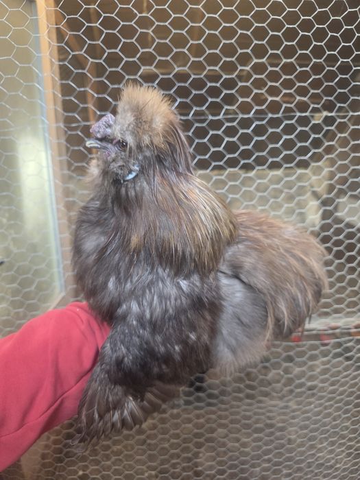 Kury rosy kury silki kury araukany naturalne ekologiczne kury