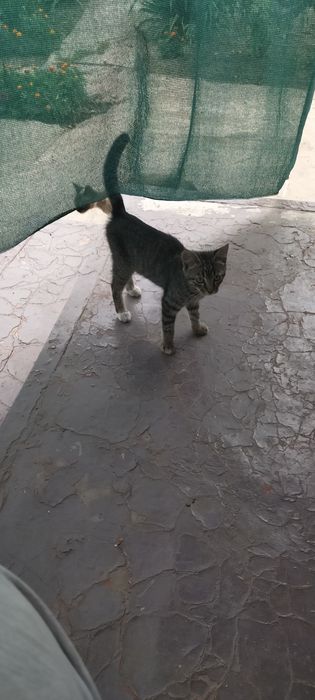 Котик сірий простий шукає родину. Безкоштовно.