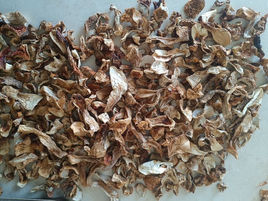 Продам білі сушені гриби.