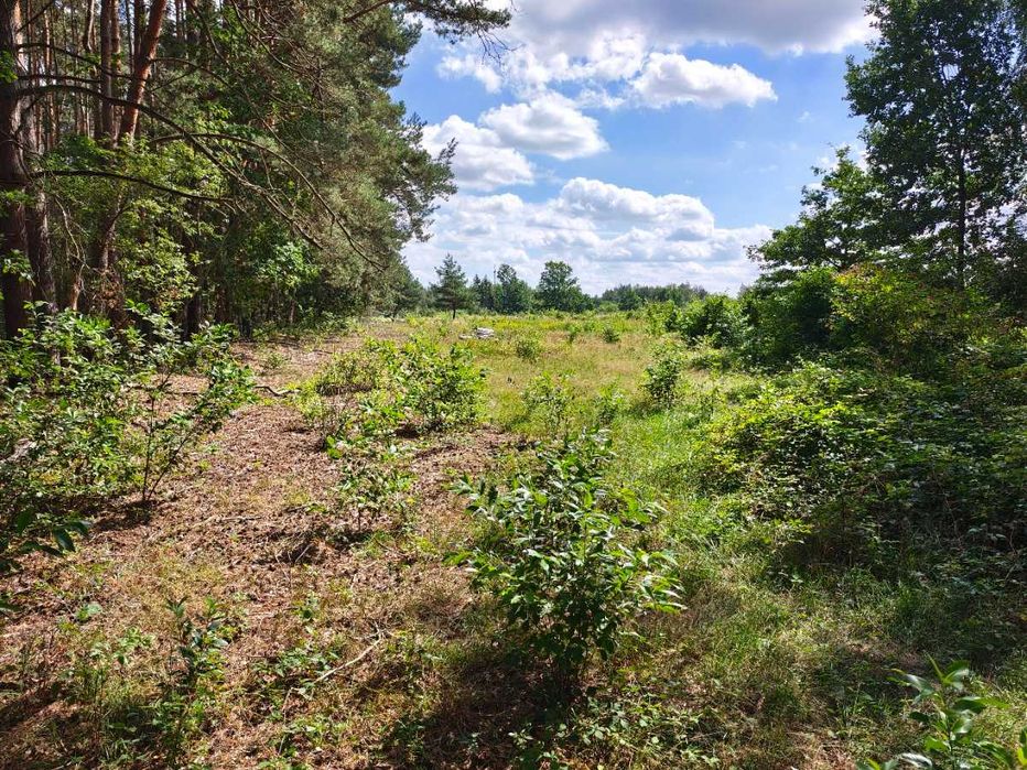 Działka 1,36 ha z lasem – MPZP A.RP – Krze Duże