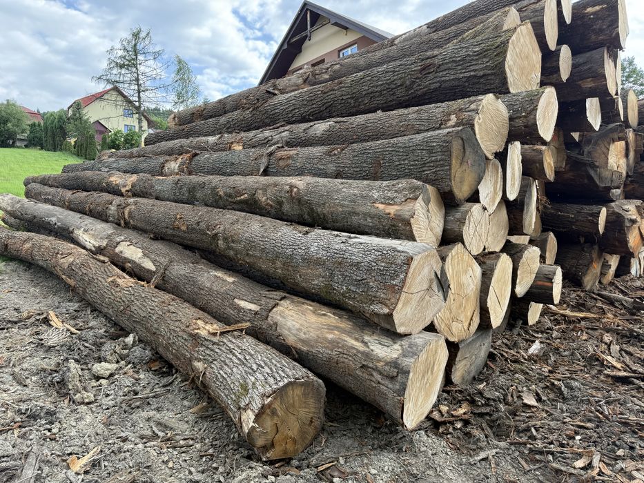 Dab tartaczny drewno tartaczne szypulkowy ciemny