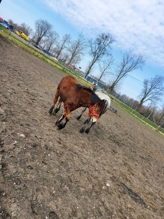 Werkowanie, kucie koni klacz ogier źrebak