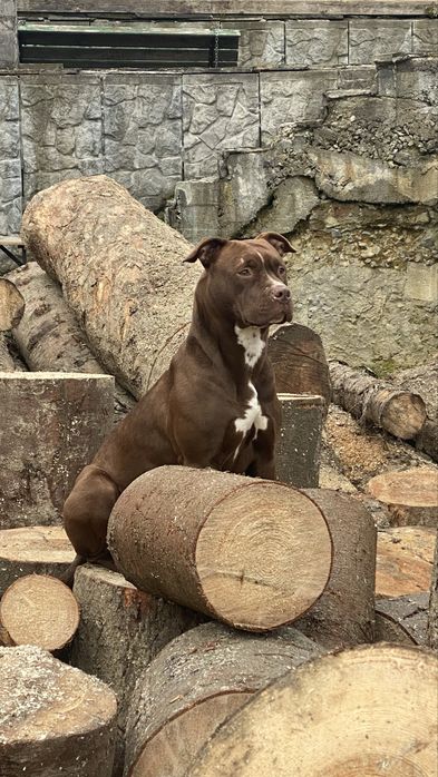 Пітбультерєр 966802581