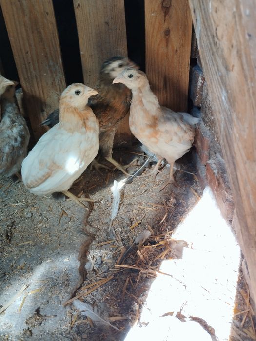 Kurczęta araucana bezogoniasta
