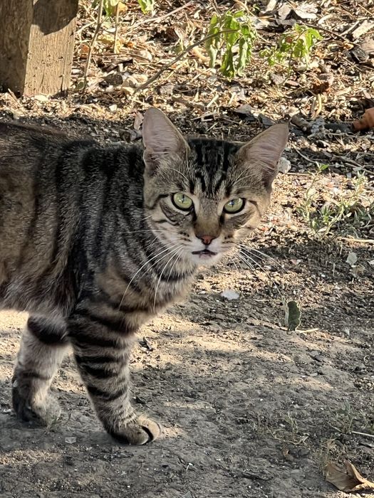 Шотландские котята окрас Табби