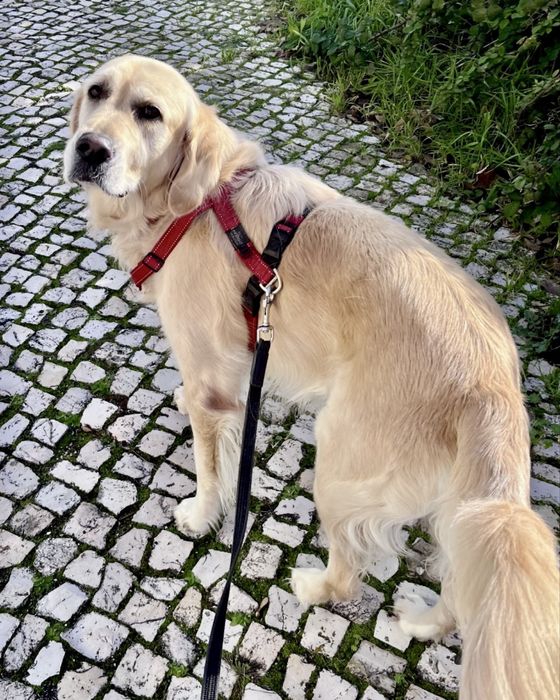 Dog Walking e Petsitting ao domicílio - Responsbilidade e Carinho
