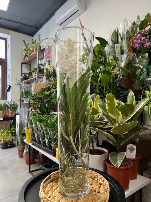 Ванда орхідея, Vanda