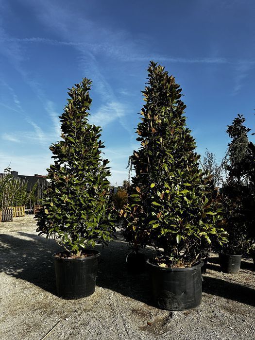 Magnolia Grandiflora Zimozielona 3m-6m