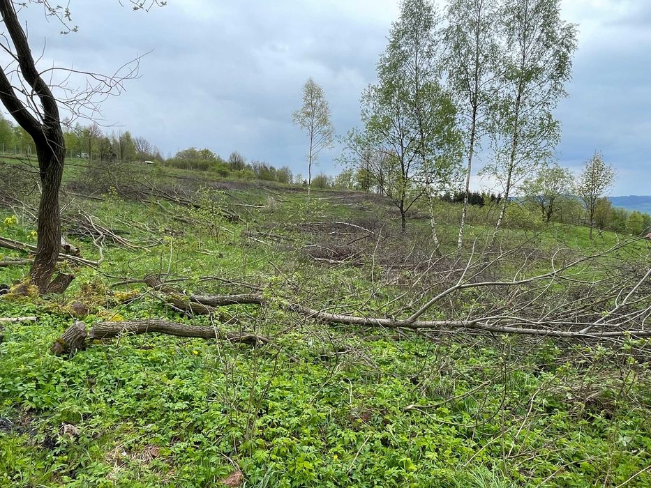 Oddam drewno, drzewa z wycinki za darmo