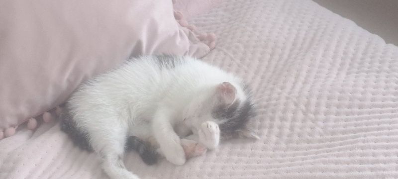 Oddam w dobre ręce śliczne kociaki.