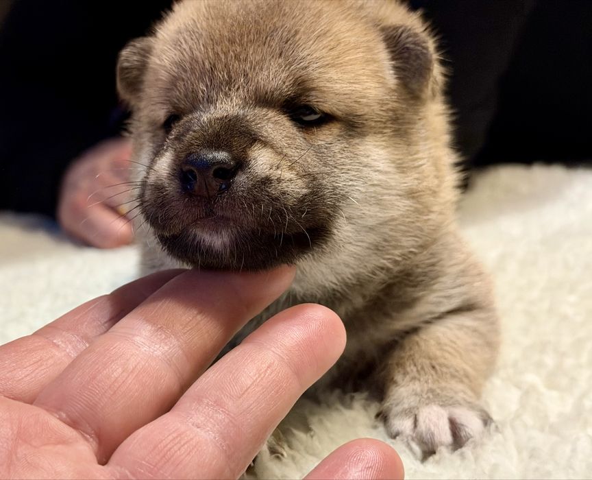 Chłopiec shiba ZKwP FCI