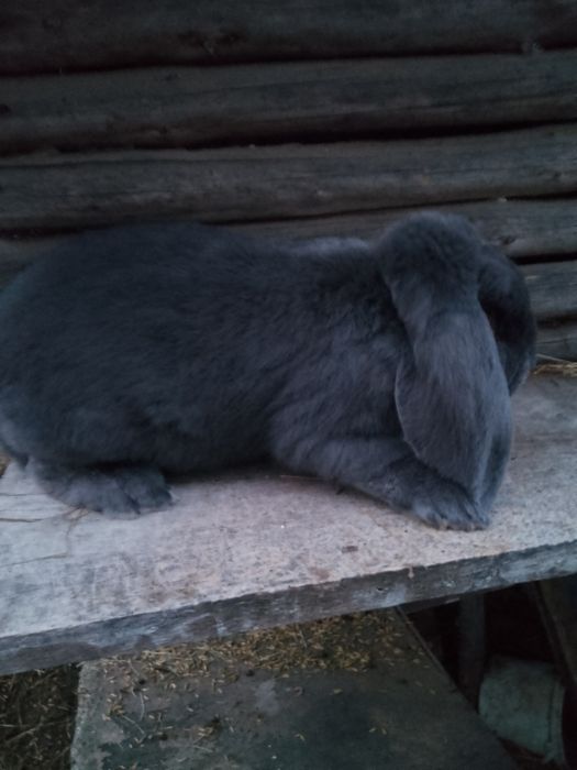 Baran francuski niebieski, niebieski srokacz rodowód