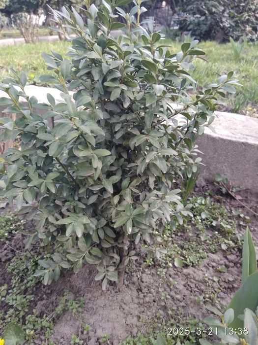 Продам самшит вечнозелёный