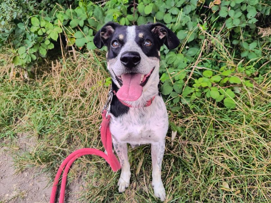 Czekam na dom - Ciapek