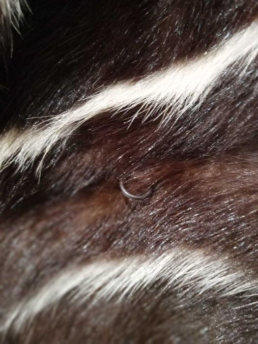 Casaco comprido em pelo Natural , nunca usado, Novo. NY