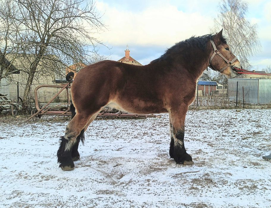 Ogier Arden polski 1,5 roku gniady 700 kg zimnokrwisty