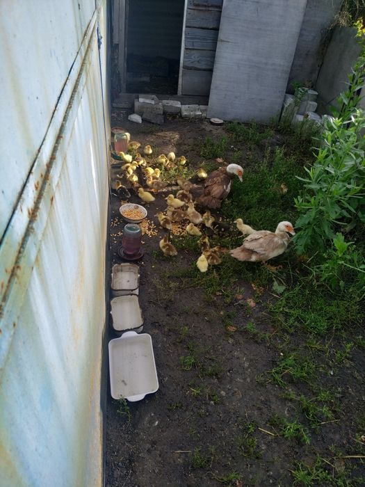 Продам  iндокачки.