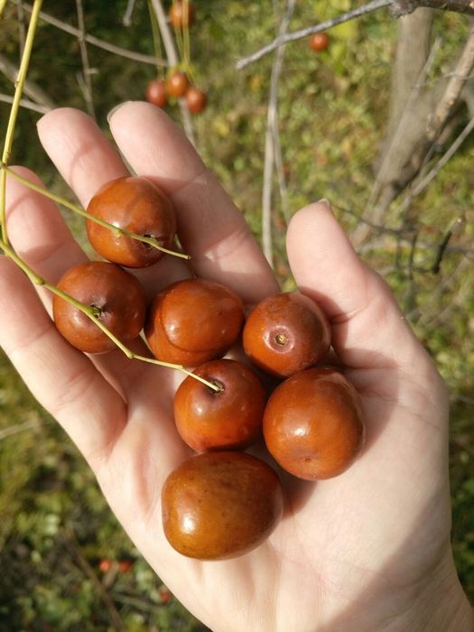 Зизифус, садовые растения, многолетники, суккуленты