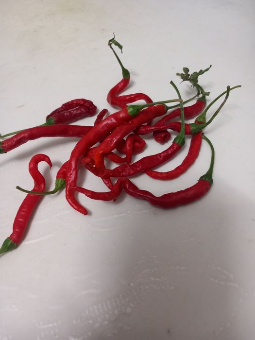 Malaguetas africanas