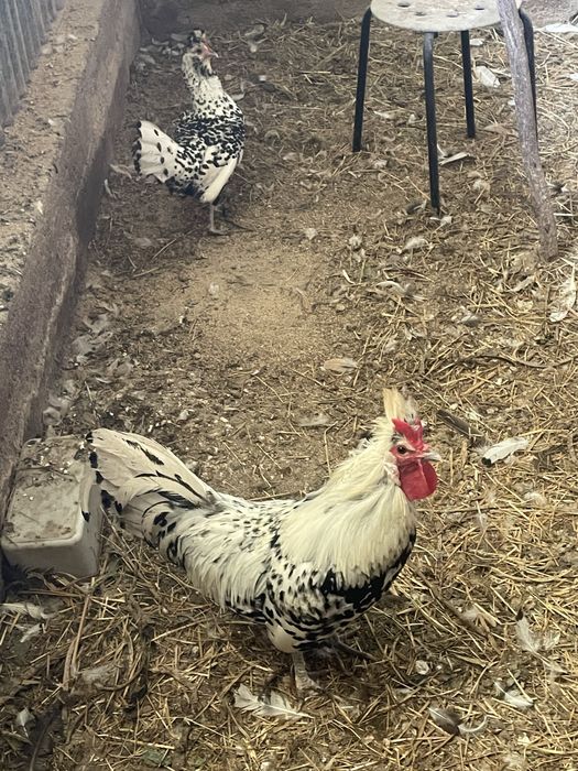 Garnizo appenzeller spitzhauben