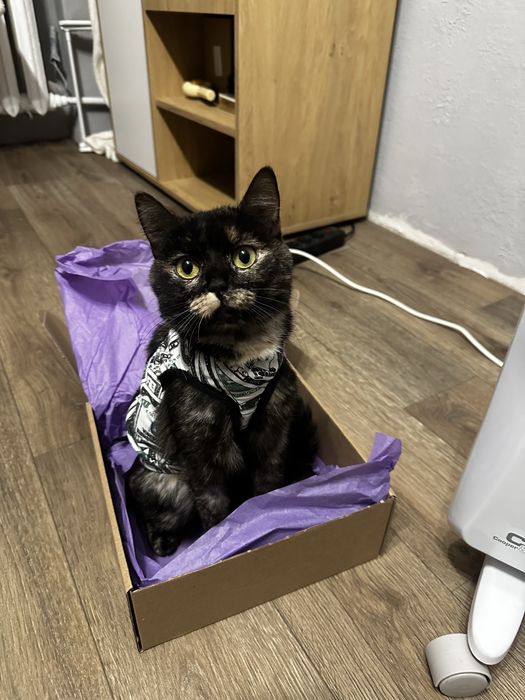 Молода лагідна кішка кішечка черепашка кошеня до року шукає родину