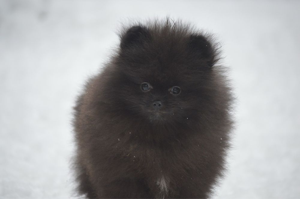 Чорний хлопчик, неймовірний щпіц