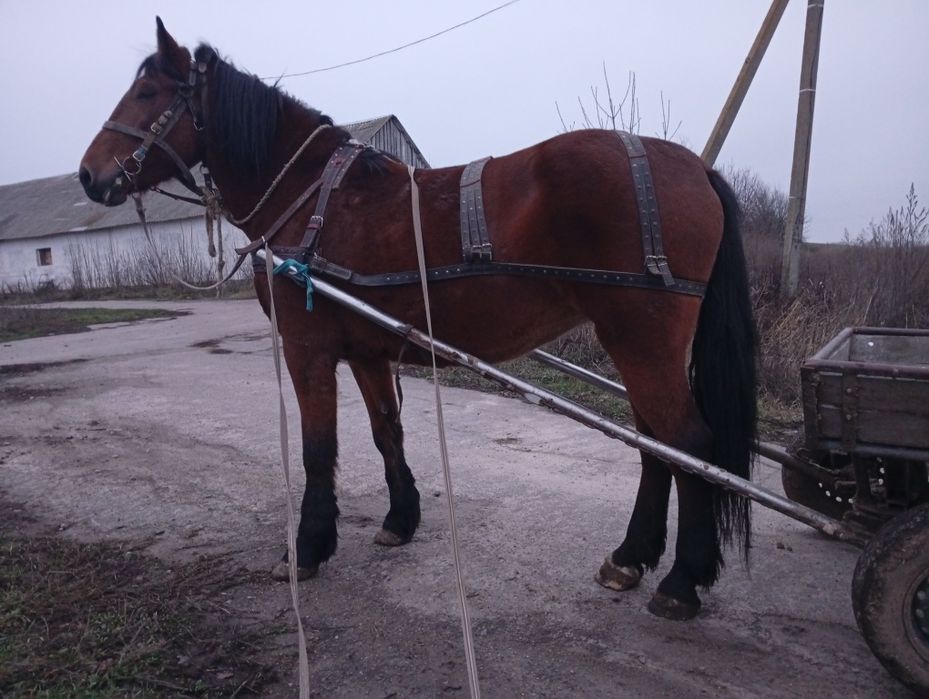 Продам. Київська область