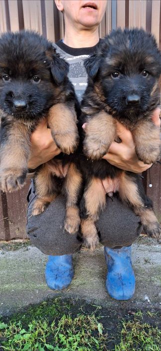 Owczarki niemieckie długowłose  szczenię rezerwacja