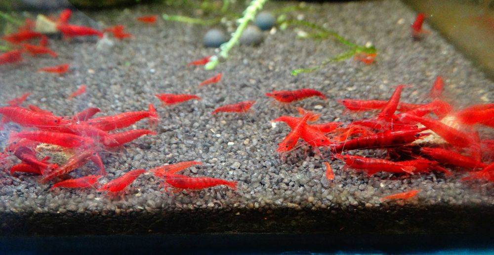 Krewetka/Krewetki/Mech/Mchy/Bucephalandra/Rarytas ZAMIANA PROMOCJA