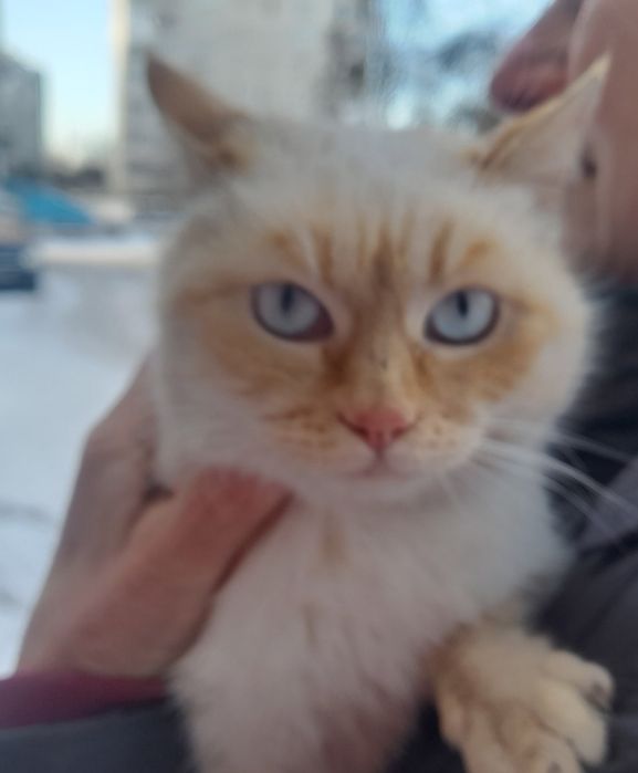 Віддам у хороші руки