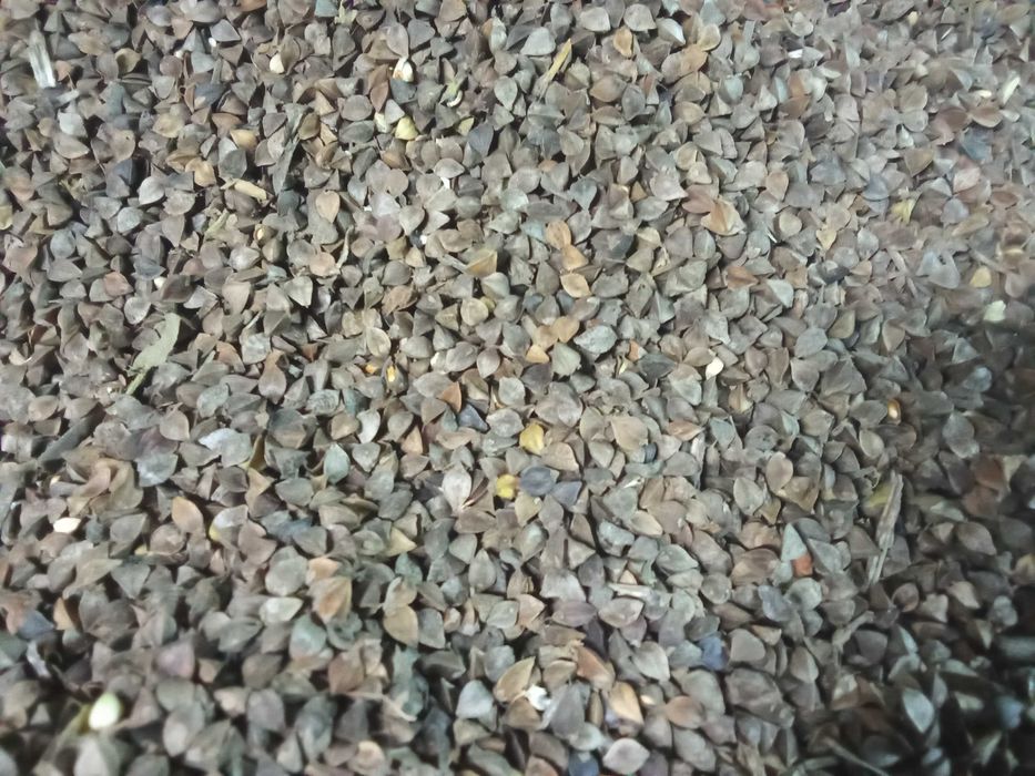 Gryka sprzedam zbiór 2025