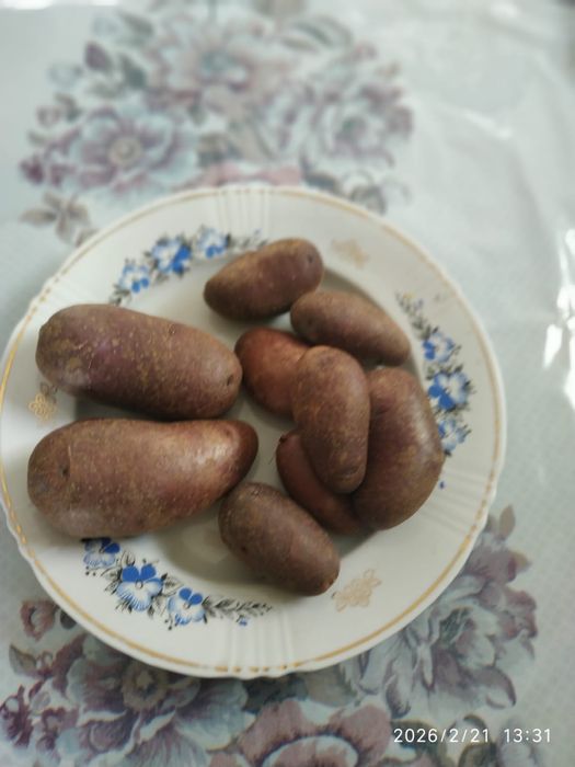 Картопля Циганка ,на посадку, насіннева, домашній сорт, синя, посадк