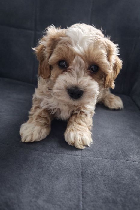 Мальтіпу Ф1 Дівчатка та Хлопчики