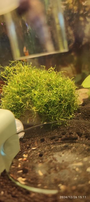 Wgłębka roślina akwariowa