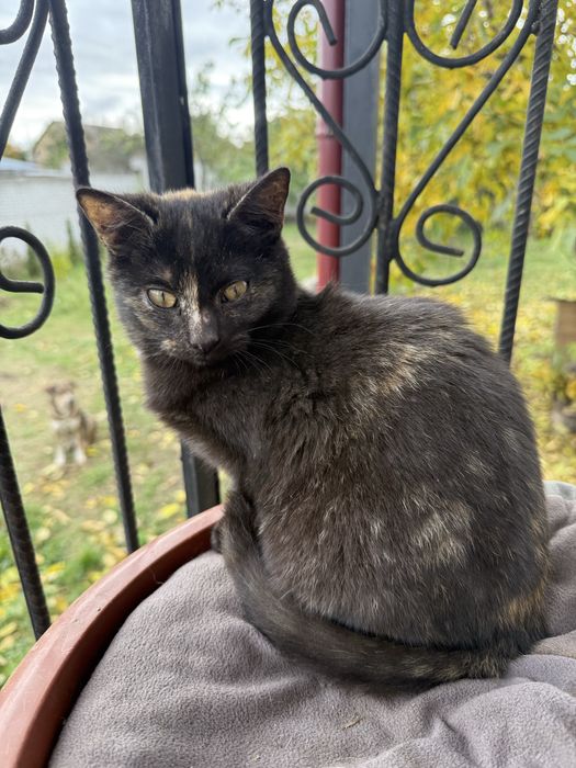 Кошенята шукають дім!