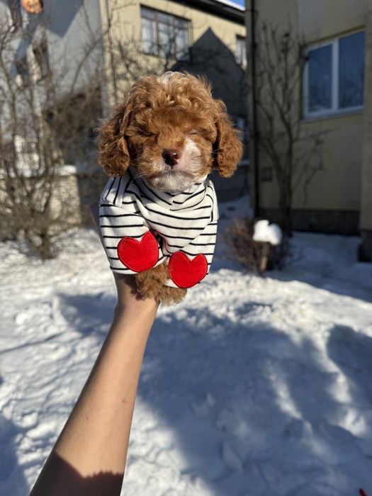 Карамельні мальтіпу