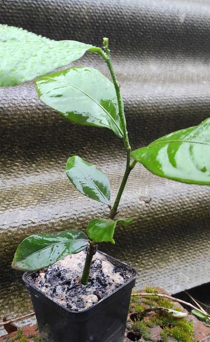 Продам власновкорінені живці плодоносного лимонного дерева