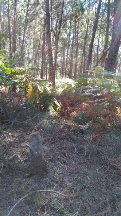 Terreno em Silgueiros (VISEU) com 45mil m2